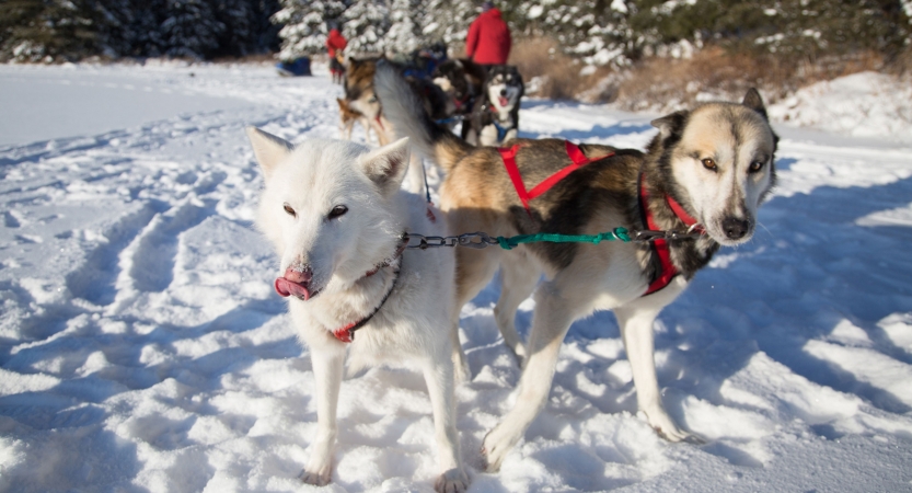 The lead dogs of a sled team look toward the camera. The rest of the team is behind them. 